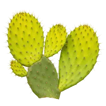Extracto del tallo del cactus (nopal) 10:1