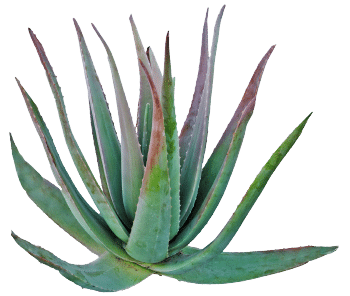 polvo de agave