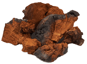 hongo chaga