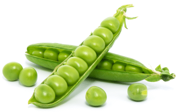 Proteína de guisante