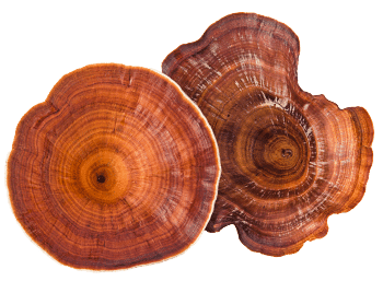 Hongo reishi