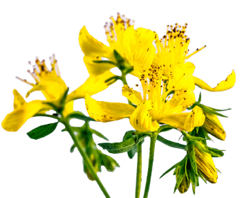 Hypericum perforatum (hierba de San Juan)