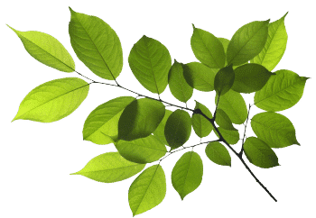 extracto de polígono