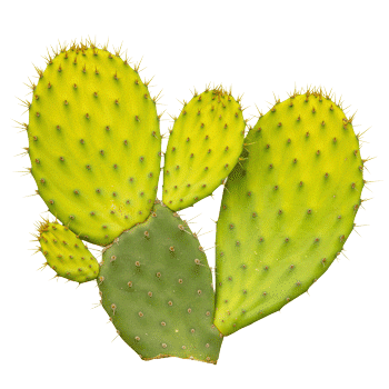Extracto de tallo de nopal (higo chumbo) 10:1