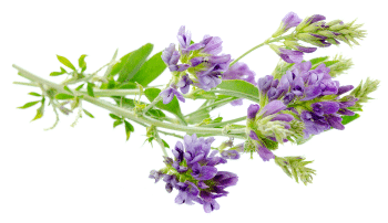 Polvo de hojas de alfalfa