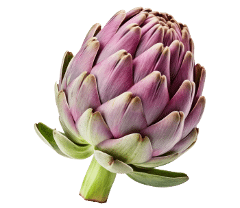 extracto de alcachofa