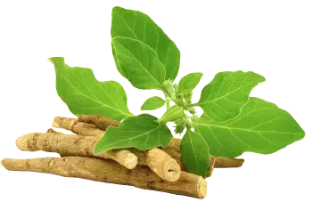 Polvo de ashwagandha