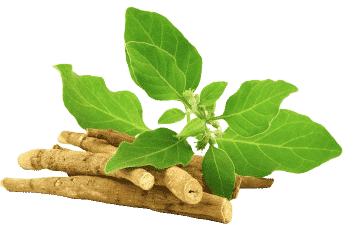 extracto de ashwagandha