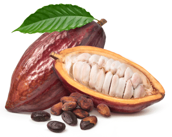 Cacao en polvo
