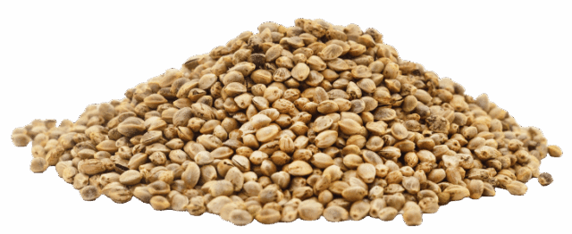 Proteína de cáñamo